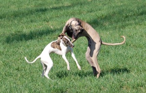 Whippet and sloughi - an action packed combo